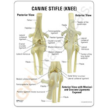 犬の膝関節モデルに付属する英文イラストカード。各部位の名称が図解されている。