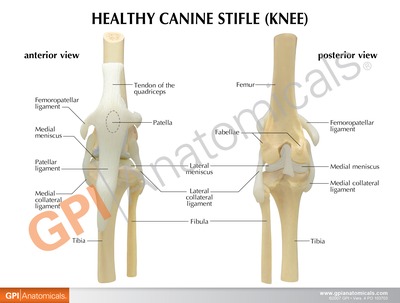 犬の変形性膝関節症モデルに付属する英文イラストカードの表面。正常な犬の膝関節の前面と後面