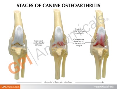 犬の変形性膝関節症モデルに付属する英文イラストカードの裏面。変形性関節症の4段階