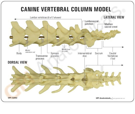 犬の脊柱模型に付属する英文イラストカード