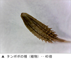 USB肌ミラー 詳細画像8