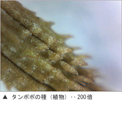 USB肌ミラー 詳細画像10