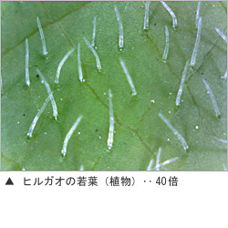 USB肌ミラー 詳細画像11