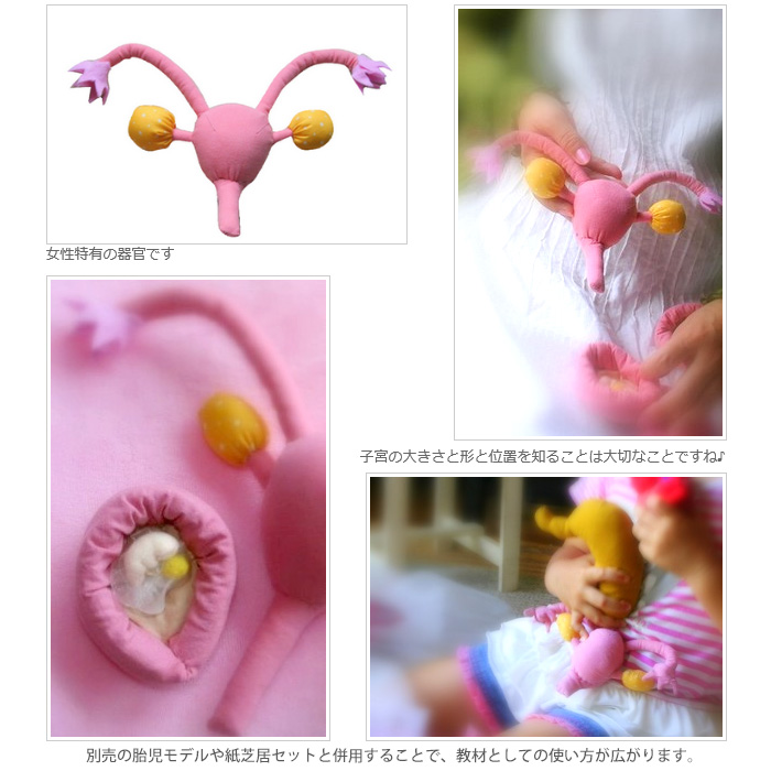 医学模型　子宮モデルイメージ