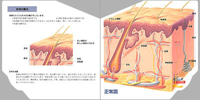 型抜き絵本 皮膚の病気 01-02ページ