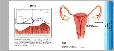 型抜き絵本 女性性器と痛み 03-04ページ