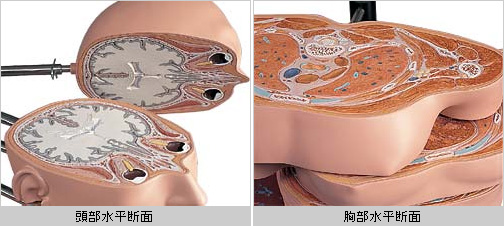 断層式トルソモデルの詳細画像