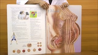 With Child〜妊娠実物大ディスプレイ：動画