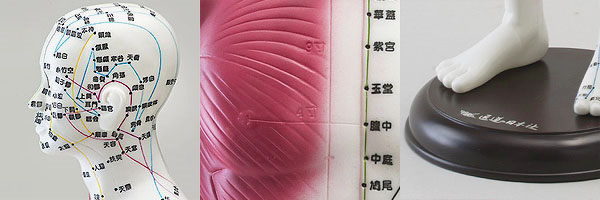 医学模型　経絡経穴モデル 詳細画像1