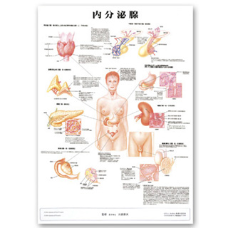 （医学ポスター）　医学掛図　内分泌腺