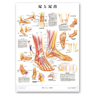 （医学ポスター）　医学掛図　足と足首