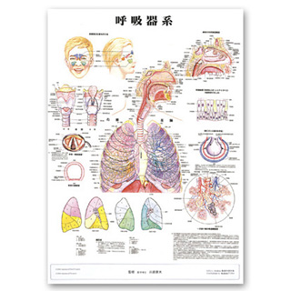 （医学ポスター）　医学掛図　呼吸器系