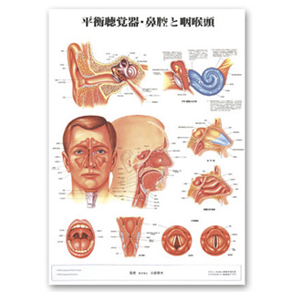 （医学ポスター）　医学掛図　平衡聴覚器・鼻腔と咽喉頭