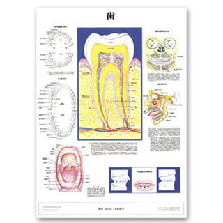 （医学ポスター）　医学掛図　歯