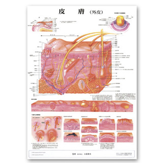 （医学ポスター）　医学掛図　皮膚