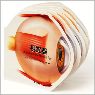 型抜き絵本　視覚器