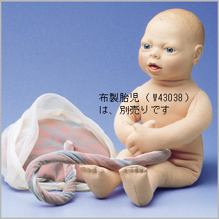 人体模型　布製胎盤