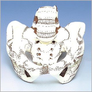 人体模型　布製骨盤