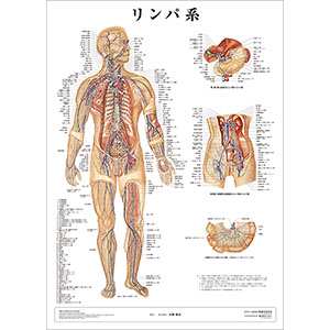 （医学ポスター）　医学掛図　リンパ系