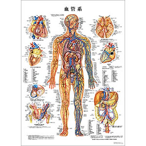 （医学ポスター）　医学掛図　血管系