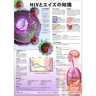 （医学ポスター）　ミニポスター　HIVとエイズの知識