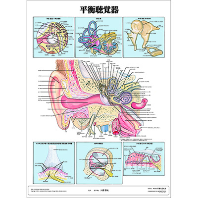 （医学ポスター）　医学掛図　平衡聴覚器