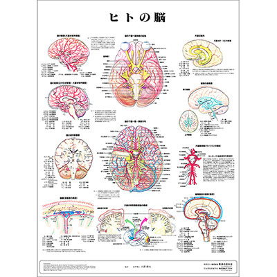 （医学ポスター）　医学掛図　ヒトの脳