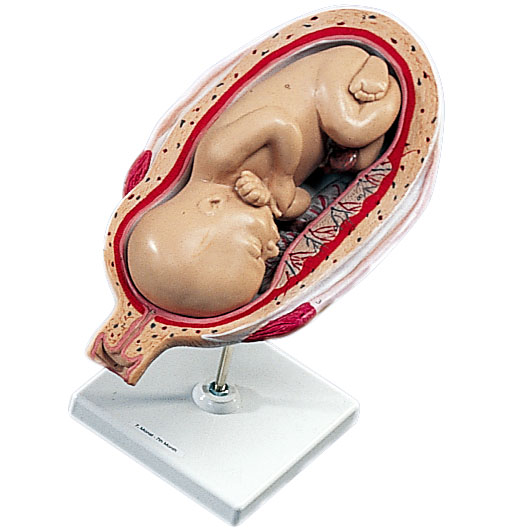 人体模型　妊娠7ヵ月の子宮