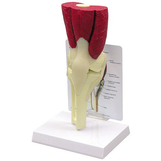 人体模型　膝関節/筋付き　GPI Anatomicals