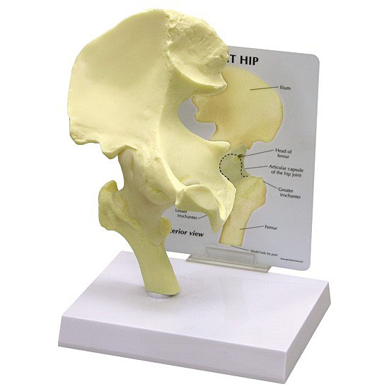 人体模型　股関節　GPI Anatomicals