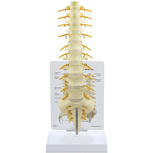 人体模型　脊椎(T8～仙骨)　GPI Anatomicals