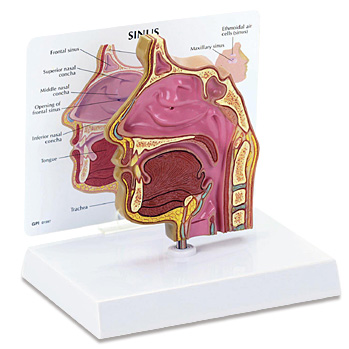 人体模型　鼻腔　GPI Anatomicals