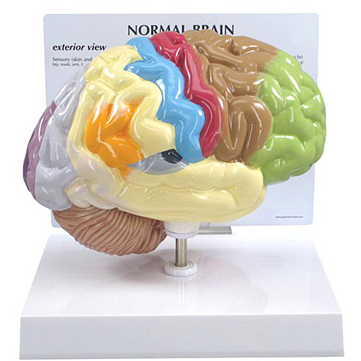 人体模型　右側脳/機能域表示　GPI Anatomicals
