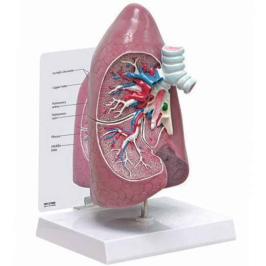 人体模型　肺　GPI Anatomicals