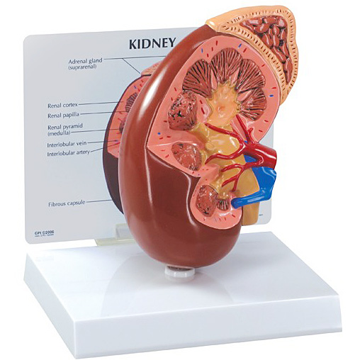 人体模型　腎臓　GPI Anatomicals