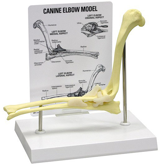 動物模型　犬の肘関節　GPI Anatomicals
