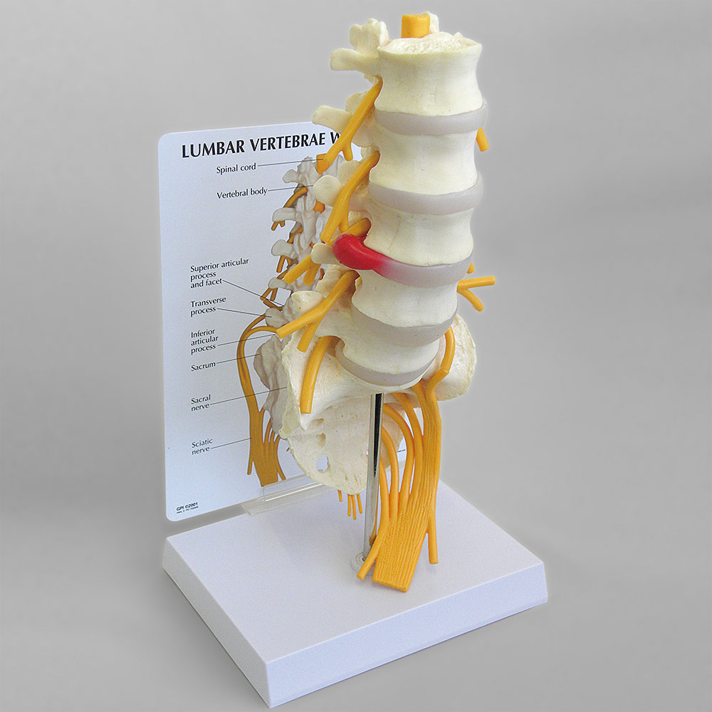 人体模型　腰椎5個と仙骨　GPI Anatomicals