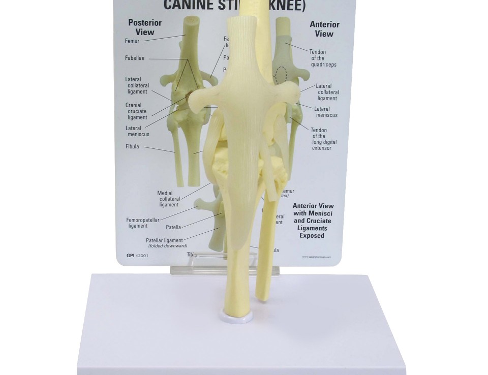 動物模型　犬の膝関節　GPI Anatomicals