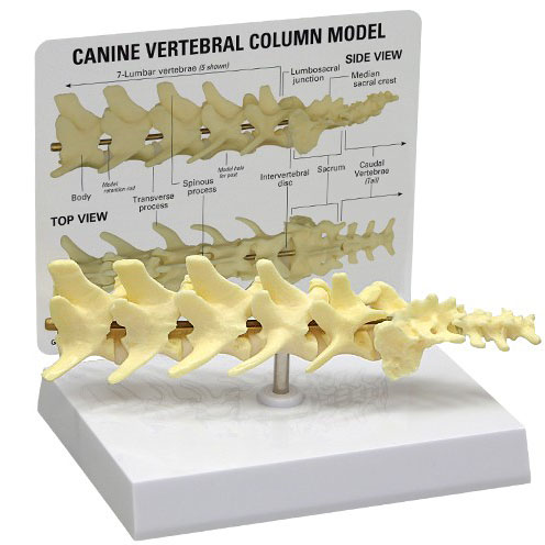 動物模型　犬の脊柱　GPI Anatomicals