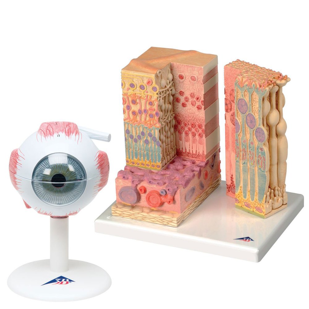 人体模型　視覚器セット