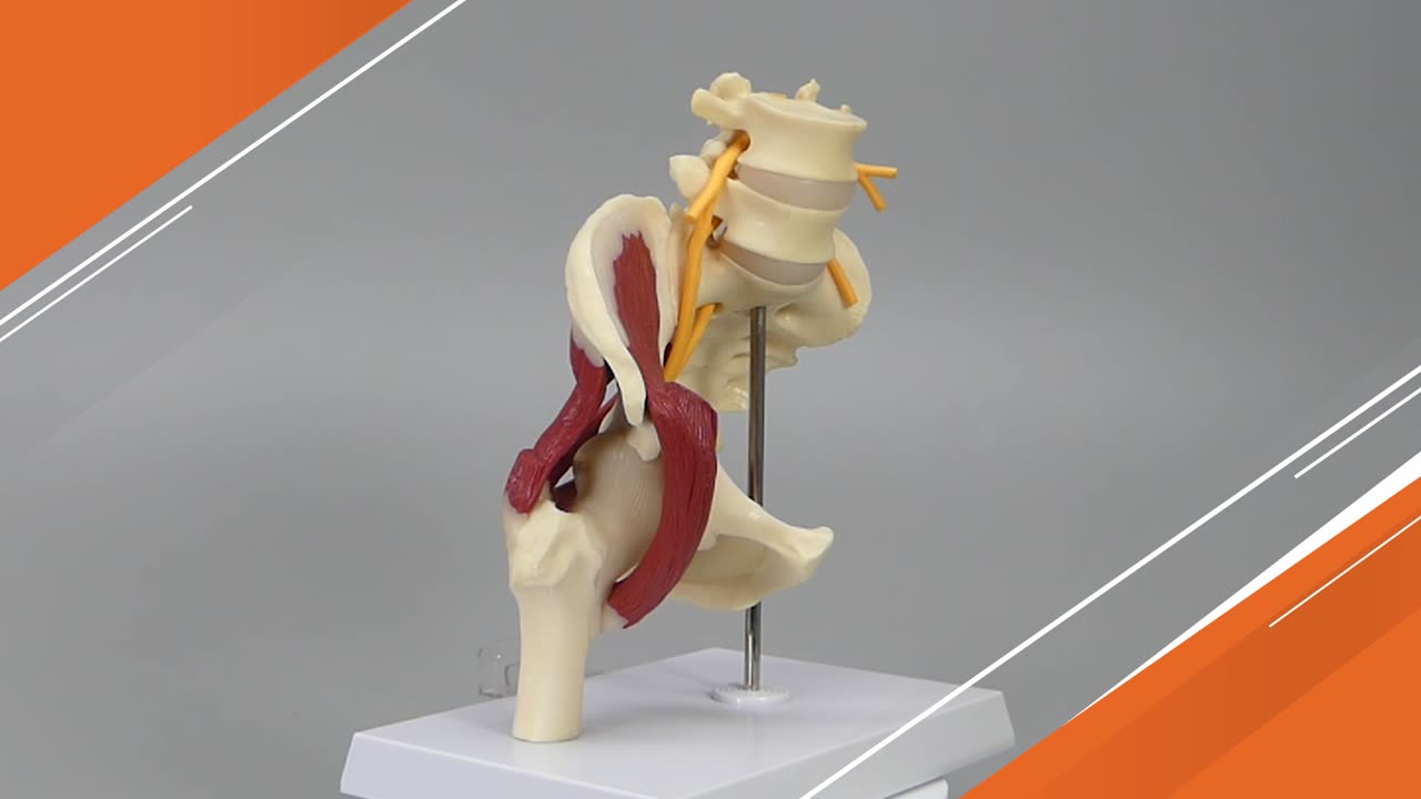人体模型 股関節/仙骨神経，筋付き GPI Anatomicals | 人体百科