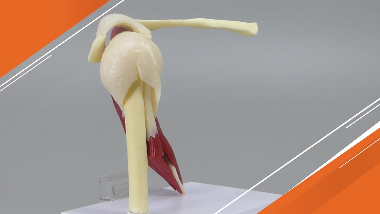 人体模型 肩関節/筋付き GPI Anatomicals | 人体百科