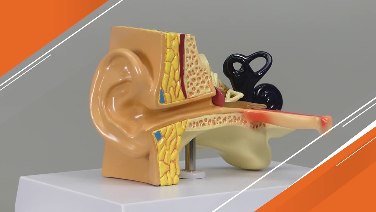人体模型 小児の平衡聴覚器 GPI Anatomicals OM-GP-2300 | 人体百科