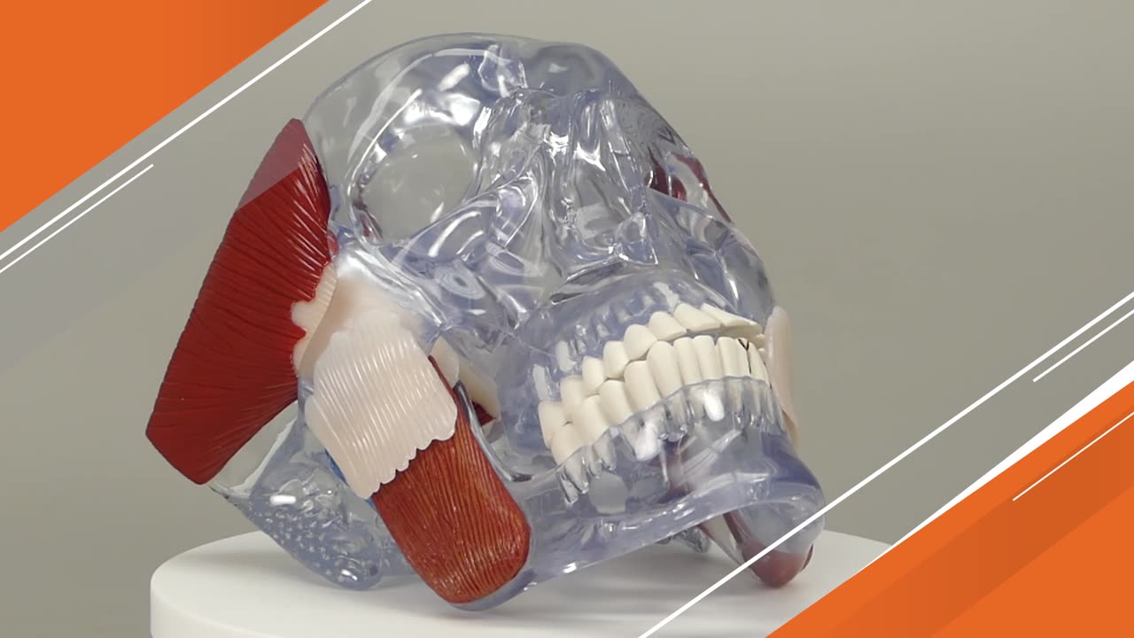 医学模型 顎関節障害 GPI Anatomicals | 人体百科