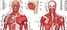 人体解剖図・医学ポスター