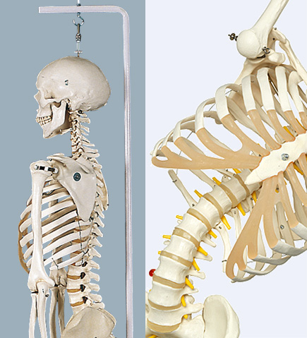 人体模型 全身骨格/関節可動,吊り下げ型