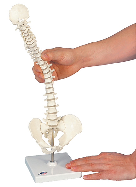 人体模型　脊柱可動　1/2縮尺