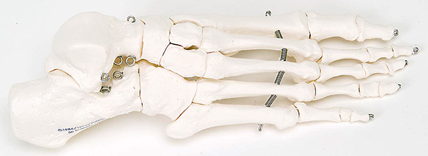 人体模型　ミニ頭蓋骨