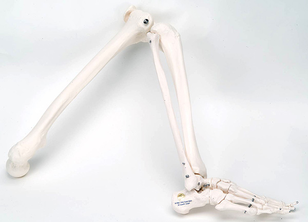 人体模型　下肢骨