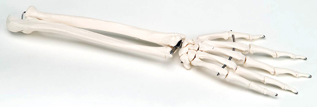 人体模型　手の骨/前腕骨付